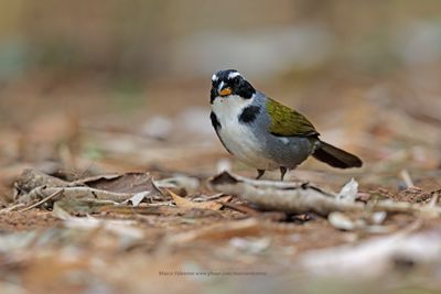 Half-collared Sparrow - Arremon semitorquatus