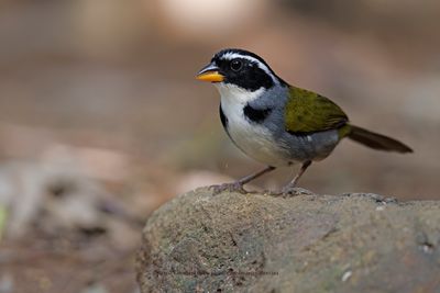 Half-collared Sparrow - Arremon semitorquatus