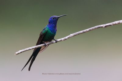 Swallow-tailed Hummingbird - Eupetomena macroura