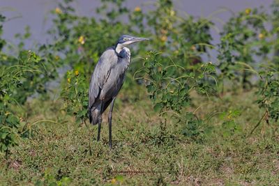 Black-headed Heron - Ardea melanocephala