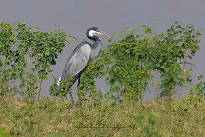 Black-headed Heron - Ardea melanocephala