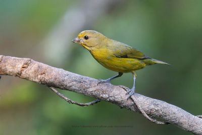 Violaceous Euphonia - Euphonia violacea