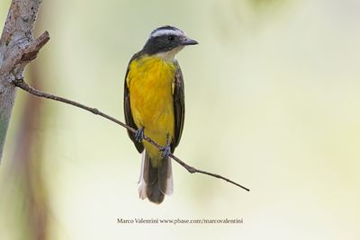 Social Flycatcher - Myiozetetes similis