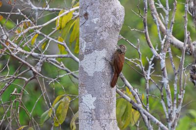 Straight-billed woodcreeper - Dendroplex picus