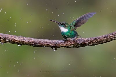 White-throated Hummingbird - Leucochloris albicollis