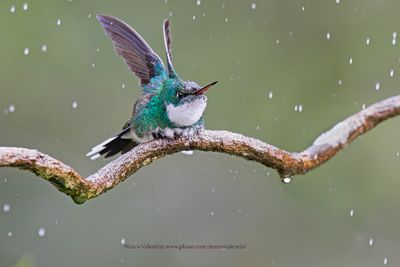 White-throated Hummingbird - Leucochloris albicollis