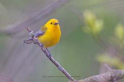 Prothonotary Warbler - Protonotaria citrea