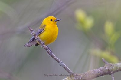 Prothonotary Warbler - Protonotaria citrea