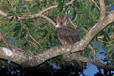 Great-horned Owl - Bubo virginianus