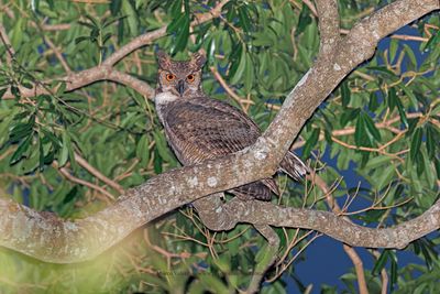 Great-horned Owl - Bubo virginianus