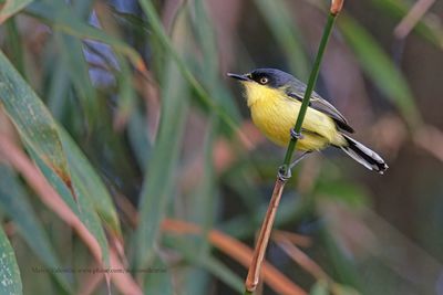 Common Tody-Flycatcher - Todirostrum cinereum