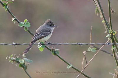 Brown-crested Flycatcher - Myiarchus tyrannulus