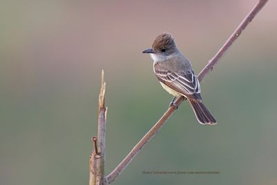 Brown-crested Flycatcher - Myiarchus tyrannulus