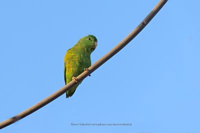 Cobalt-rumped Parrotlet - Forpus xanthopterygius