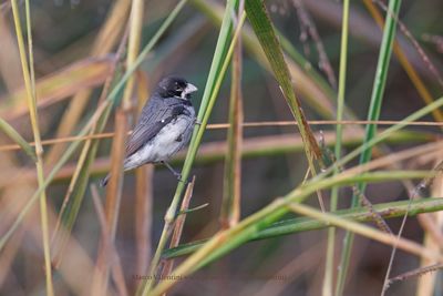 Double-collared Seedeater - Sporophila caerulescens