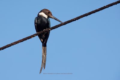 Paradise Jacamar - Galbula dea