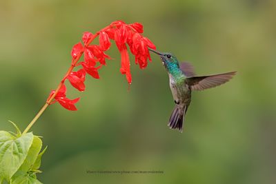Versicolored Emerald - Amazilia versicolor