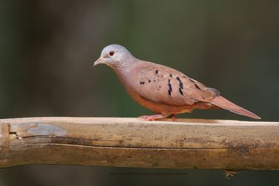 Ruddy ground dove - Columbina talpacoti