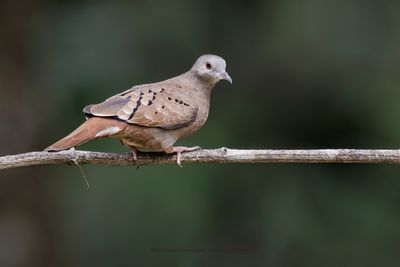 Ruddy ground dove - Columbina talpacoti