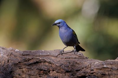 Golden-chevroned Tanager - Thraupis ornata