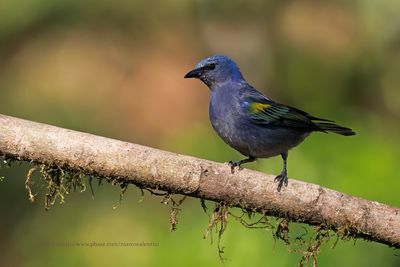 Golden-chevroned Tanager - Thraupis ornata