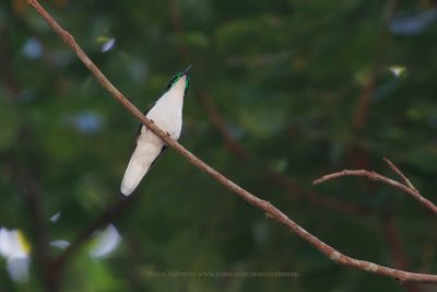 Black-eared Fairy - Heliothryx auritus