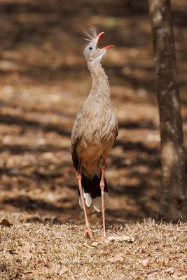 Red-legged Seriema - Cariama cristata