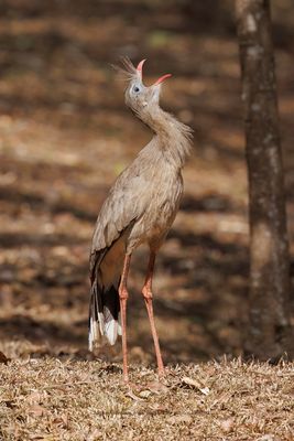 Red-legged Seriema - Cariama cristata