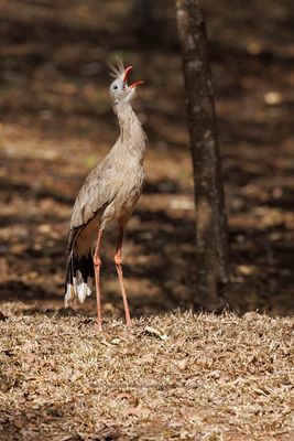 Red-legged Seriema - Cariama cristata