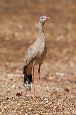 Red-legged Seriema - Cariama cristata