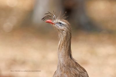 Red-legged Seriema - Cariama cristata