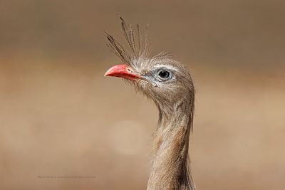 Red-legged Seriema - Cariama cristata