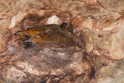 Guianan Cock-of-the-rock - Rupicola rupicola