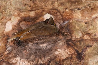 Guianan Cock-of-the-rock - Rupicola rupicola