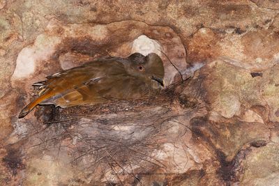Guianan Cock-of-the-rock - Rupicola rupicola