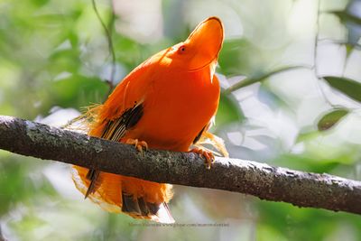 Guianan Cock-of-the-rock - Rupicola rupicola