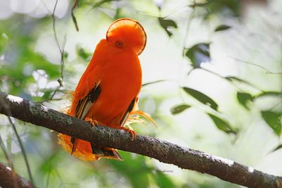 Guianan Cock-of-the-rock - Rupicola rupicola