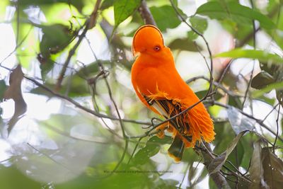 Guianan Cock-of-the-rock - Rupicola rupicola