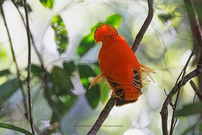 Guianan Cock-of-the-rock - Rupicola rupicola
