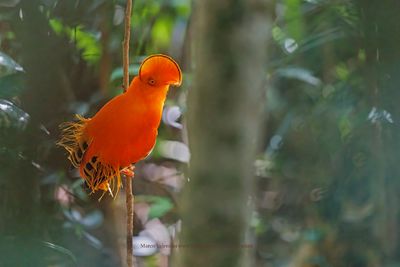 Guianan Cock-of-the-rock - Rupicola rupicola