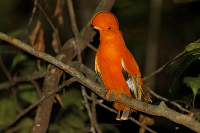 Guianan Cock-of-the-rock - Rupicola rupicola