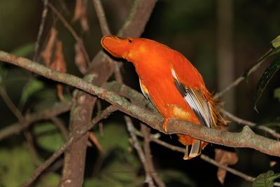 Guianan Cock-of-the-rock - Rupicola rupicola