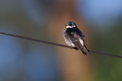 White-rumped Swallow - Tachycineta leucorrhoa