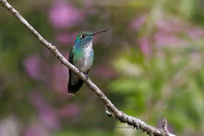 Versicolored Emerald - Amazilia versicolor
