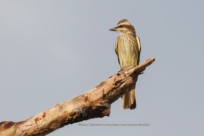 Variegated Flycatcher - Empidonomus varius