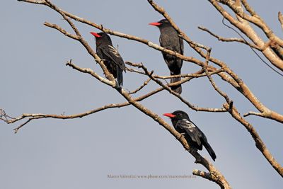 Black Nunbird - Monasa atra