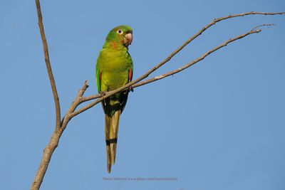 White-eyed Parakeet - Psittacara leucophthalmus