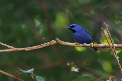 Purple Honeycreeper - Cyanerpes caeruleus