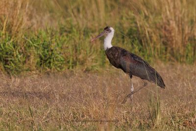 African Wolly-necked Stork - Ciconia microscelis