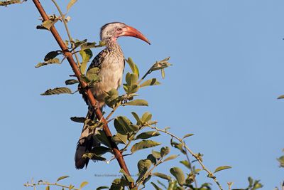 Southern Red-billed Hornbill - Tockus rufirostris